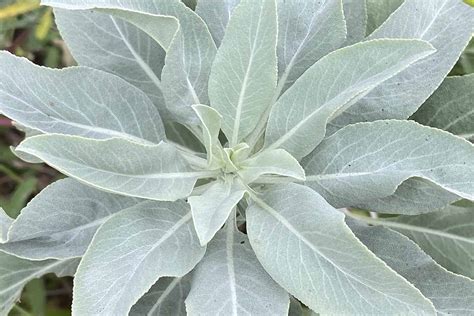 White Sage 